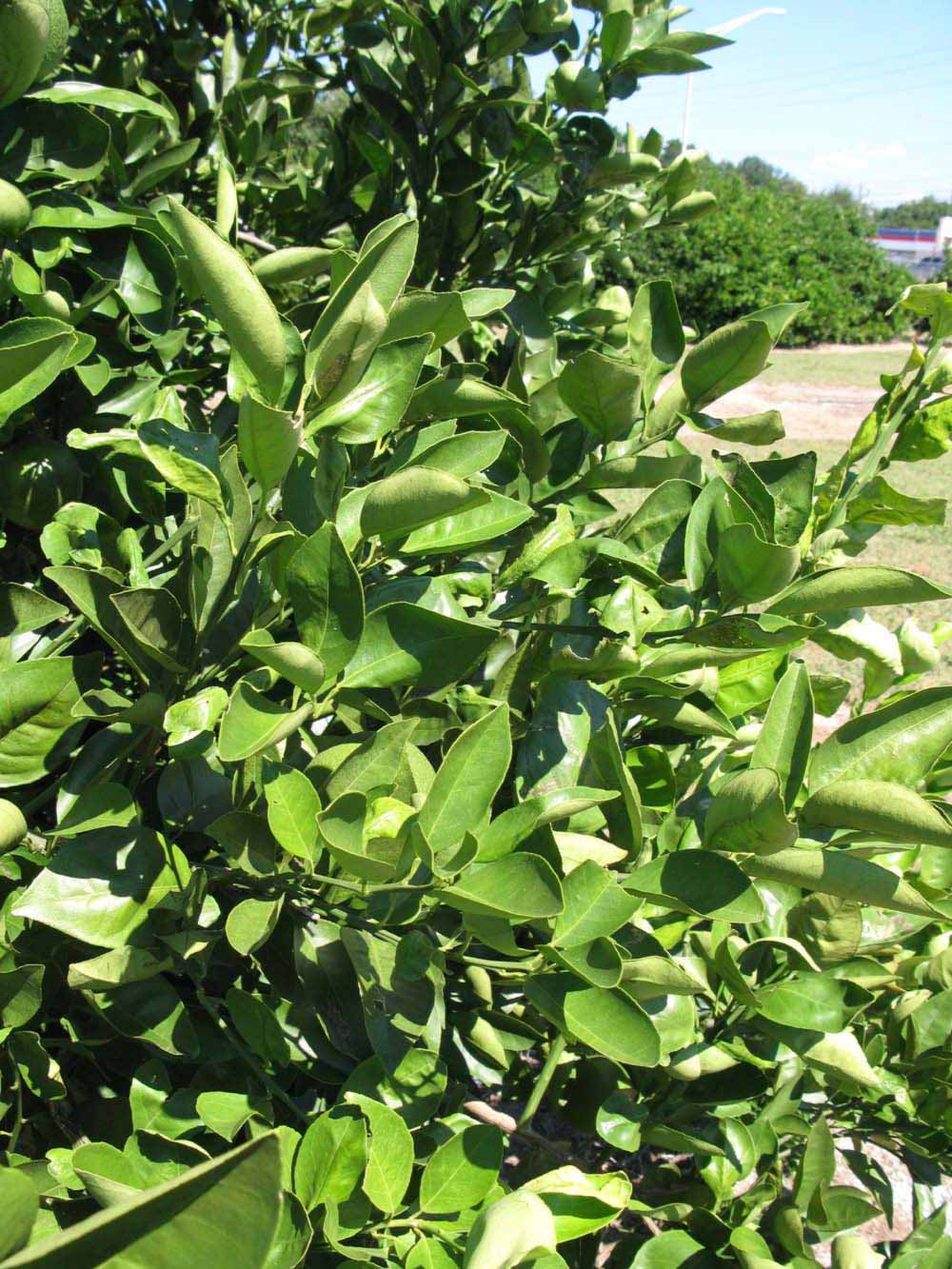              Sun leaves (Winter Haven, FL)       